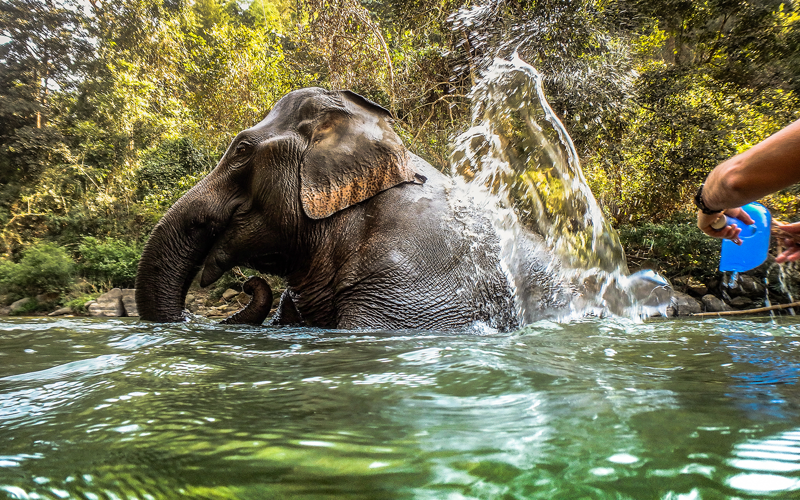 Krabi Elephant Shelter Experience with Hotel Transfers tickets in Krabi - Features | TickYourList