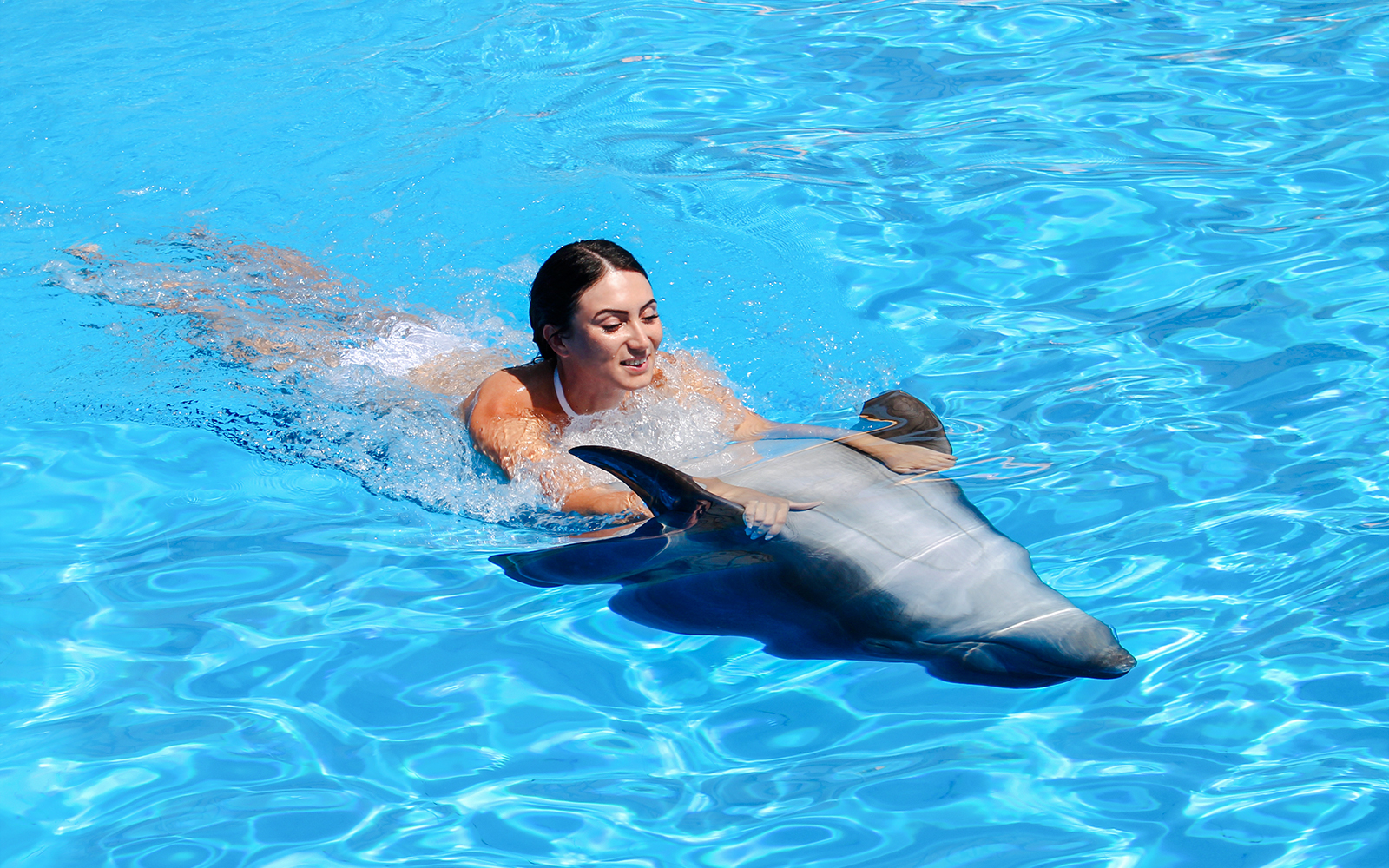 Dolphinarium Pattaya - Swim with Dolphins Experience tickets in Pattaya - Activities | TickYourList