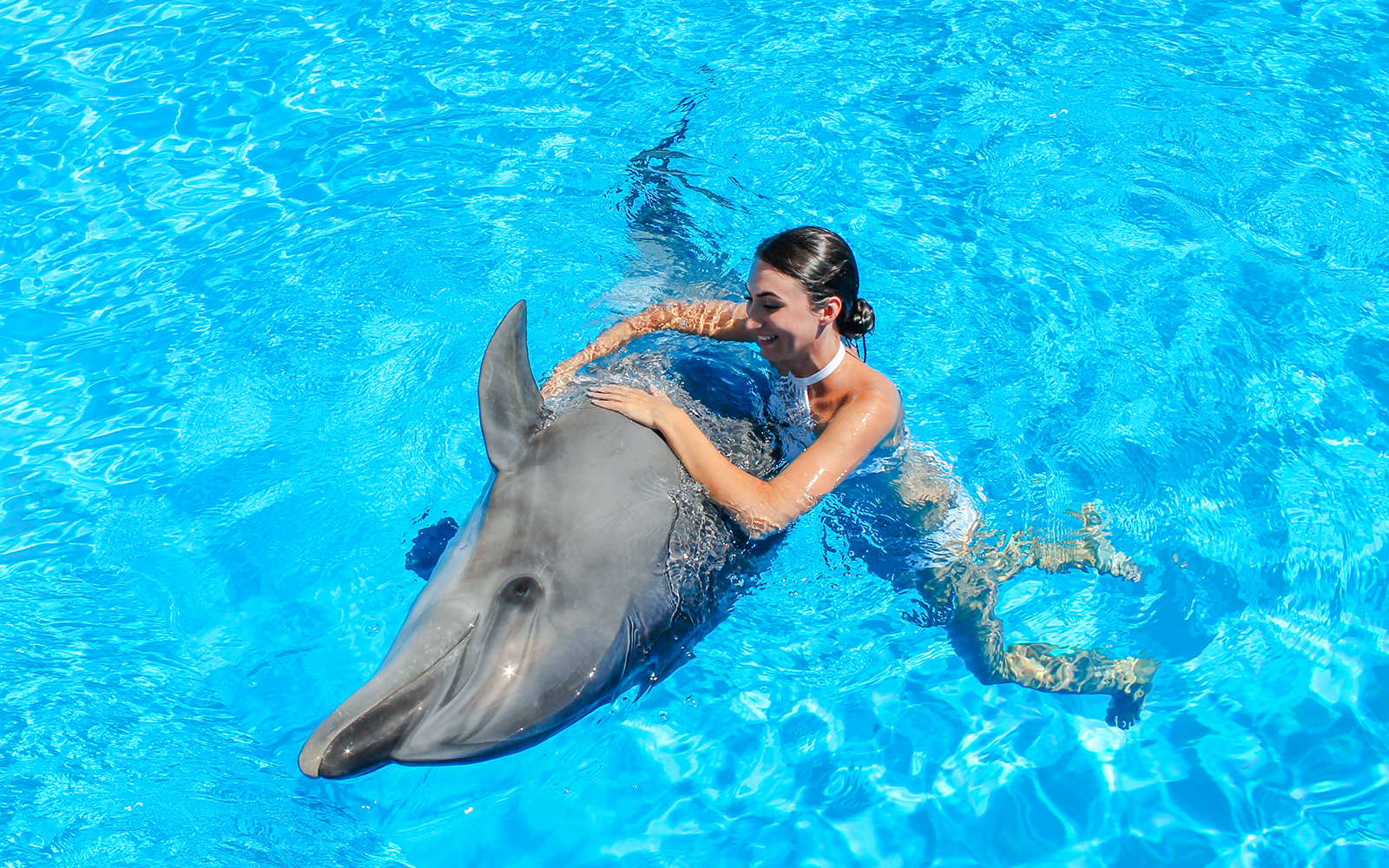 Dolphinarium Pattaya - Swim with Dolphins Experience tickets in Pattaya - Features | TickYourList