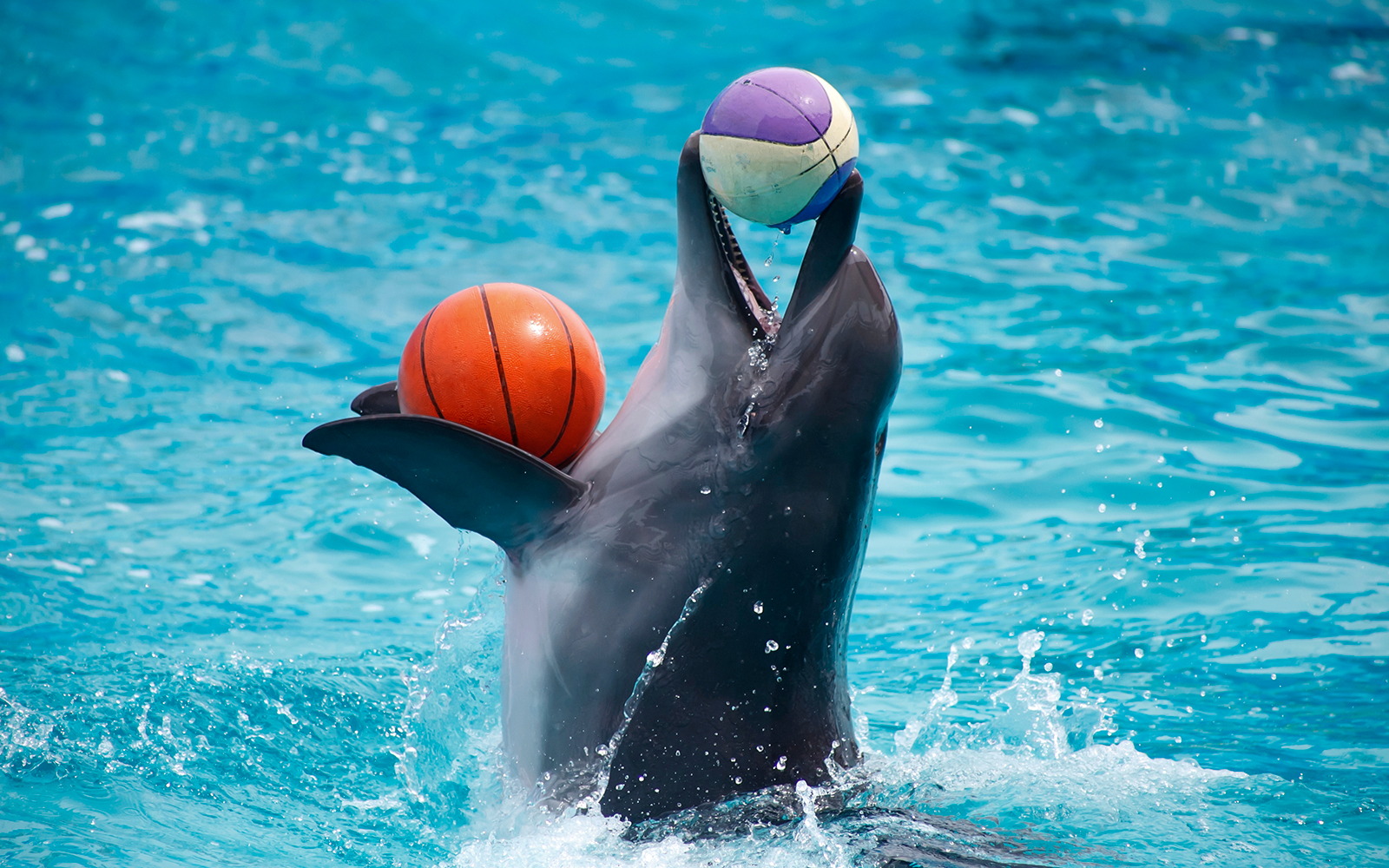 Dolphinarium Pattaya Tickets: Non-Thai Residents in Pattaya - Highlights | TickYourList