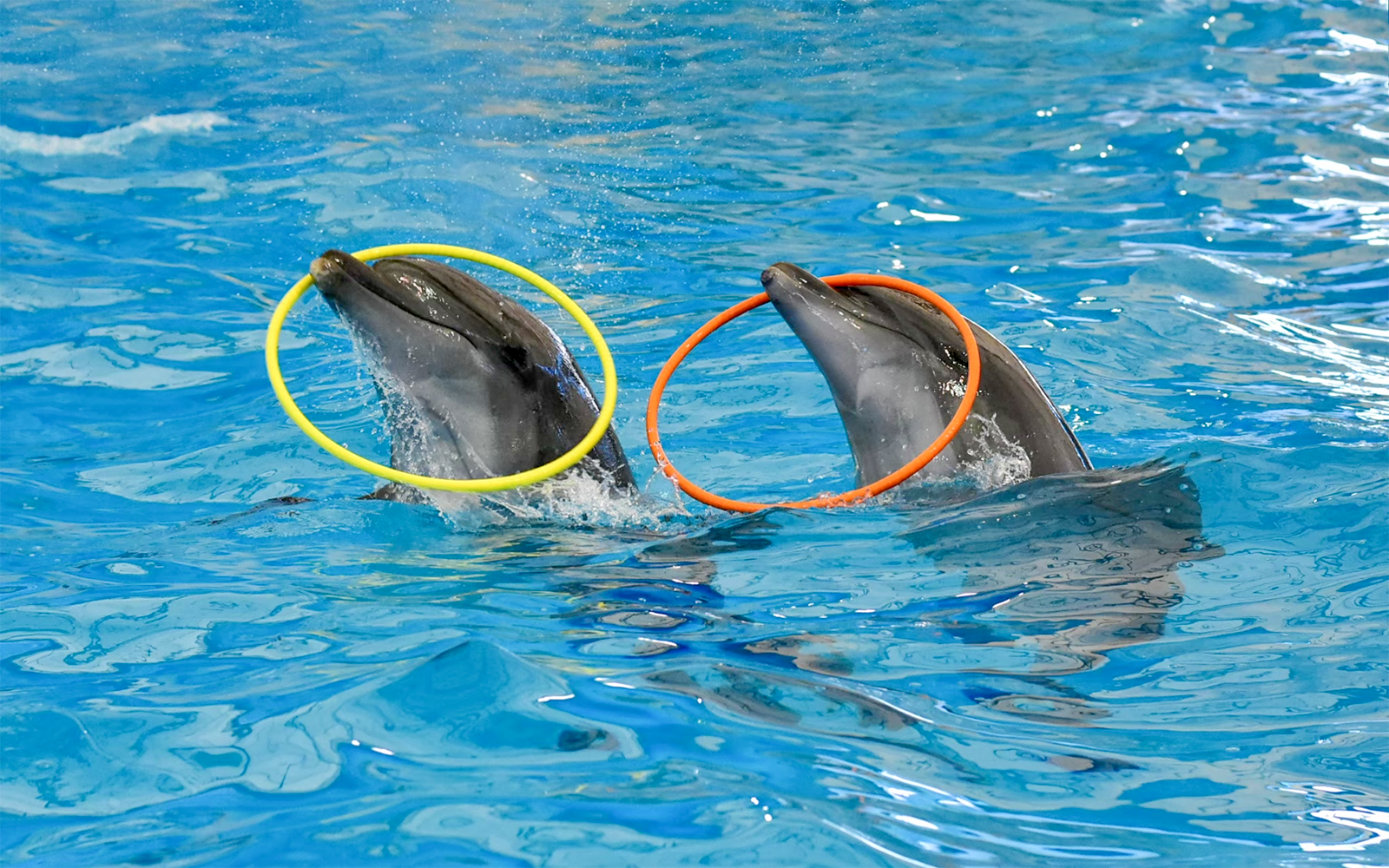 Dolphinarium Pattaya Tickets: Non-Thai Residents in Pattaya - Features | TickYourList