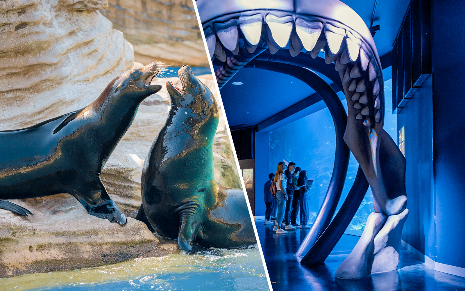 Combo (Save 5%): Madrid Zoo Aquarium + Atlantis Aquarium Tickets