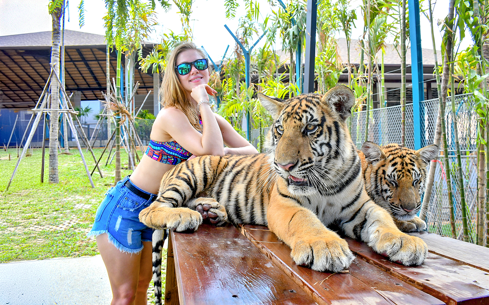 Tiger Park Tickets with Tiger Play Packages: Non-Thai Residents in Pattaya - Highlights | TickYourList