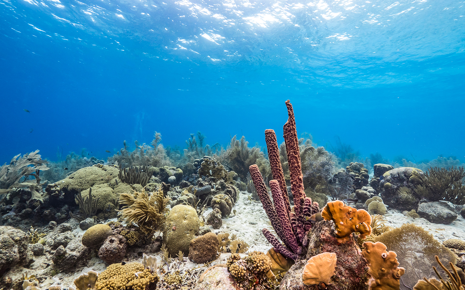 From Pattaya: Nemo Island Guided Trip with Lunch & Drone Photos tickets in Pattaya - Activities | TickYourList