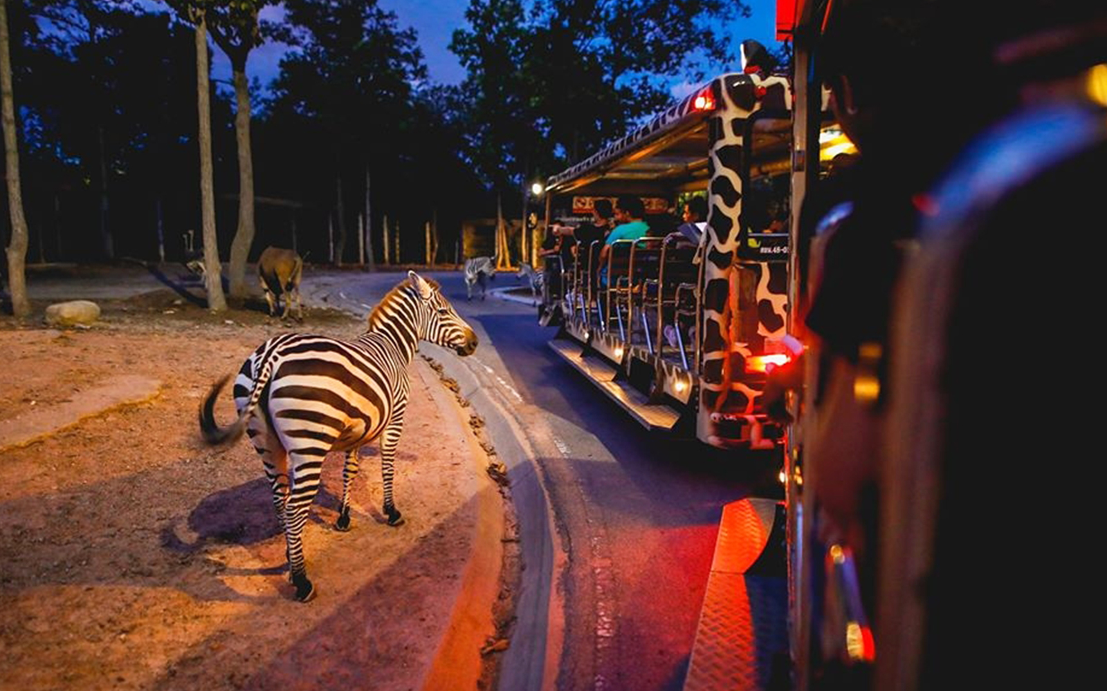 Chiang Mai Night Safari Tickets with Transfers: Non-Thai Residents in Chiang Mai - Attractions | TickYourList