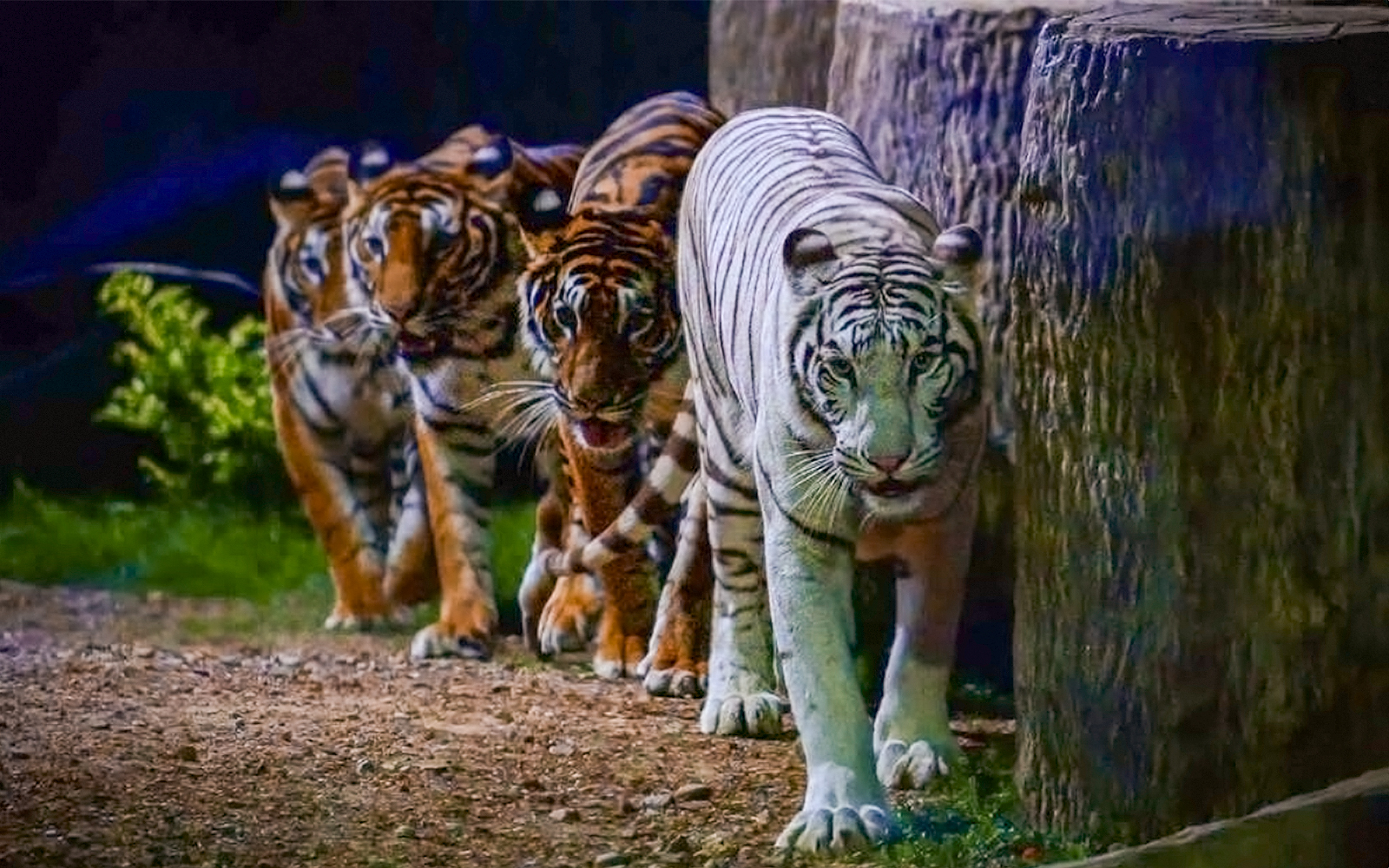 Chiang Mai Night Safari Tickets with Transfers: Non-Thai Residents in Chiang Mai - Activities | TickYourList