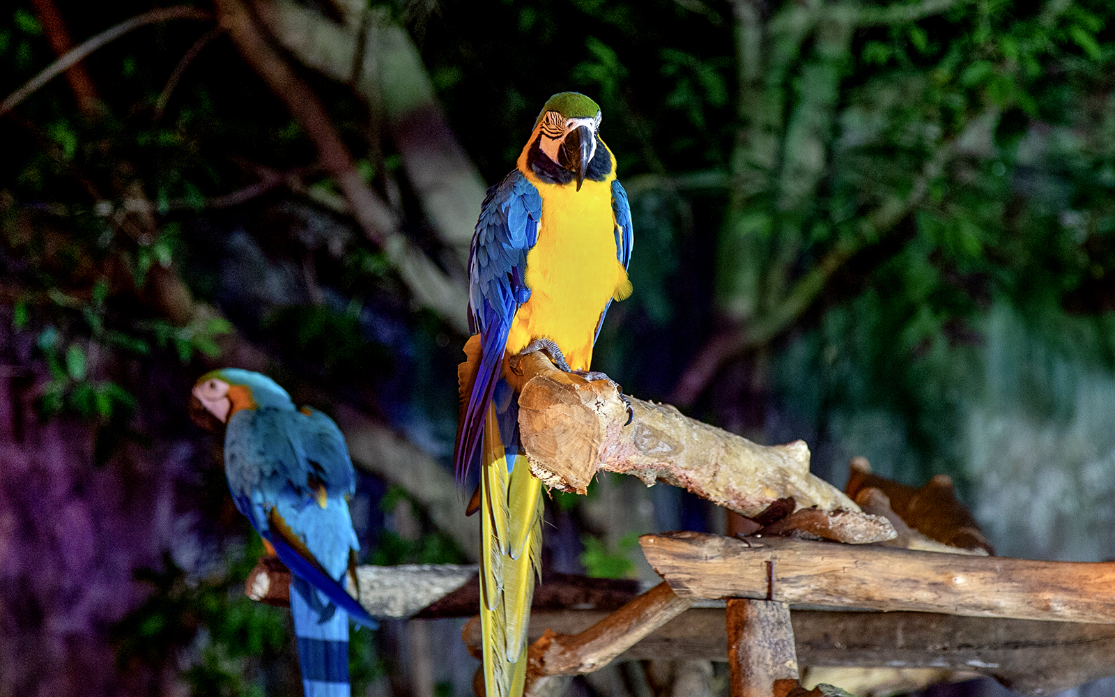 Chiang Mai Night Safari Tickets with Transfers: Non-Thai Residents in Chiang Mai - Highlights | TickYourList