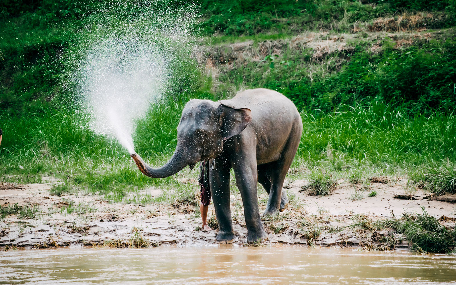6-Hour Tour of Elephants Care Camp at Chiang Mai tickets in Chiang Mai - Attractions | TickYourList