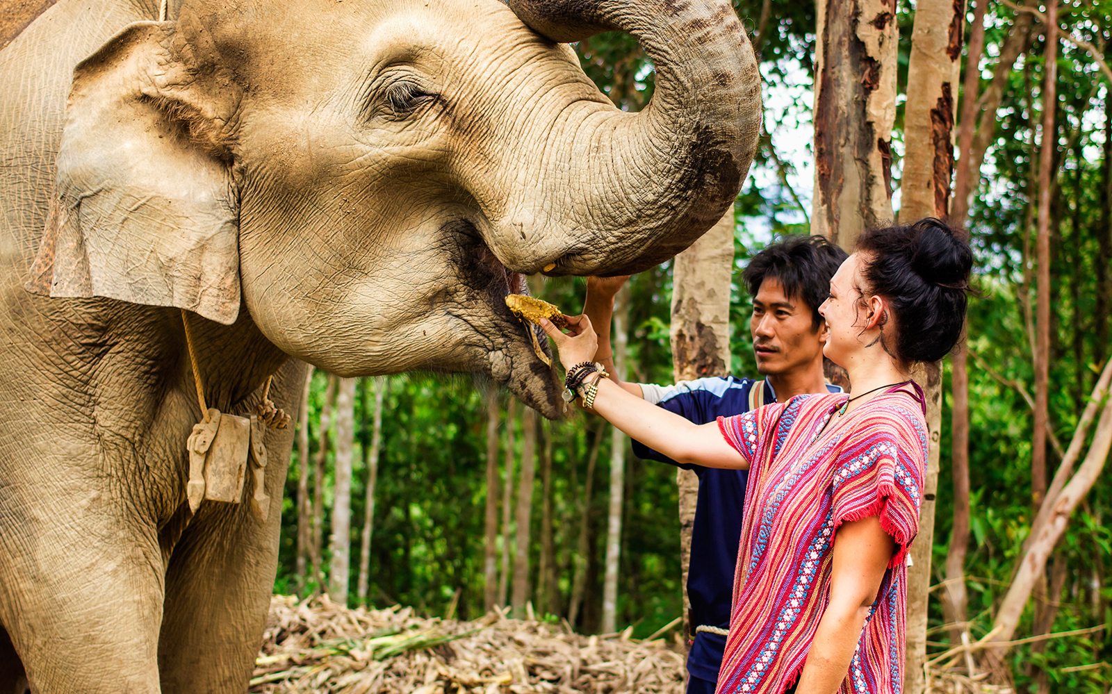 Elephant Jungle Sanctuary Guided Tour with Round Trip Transfers tickets in Chiang Mai - Attractions | TickYourList