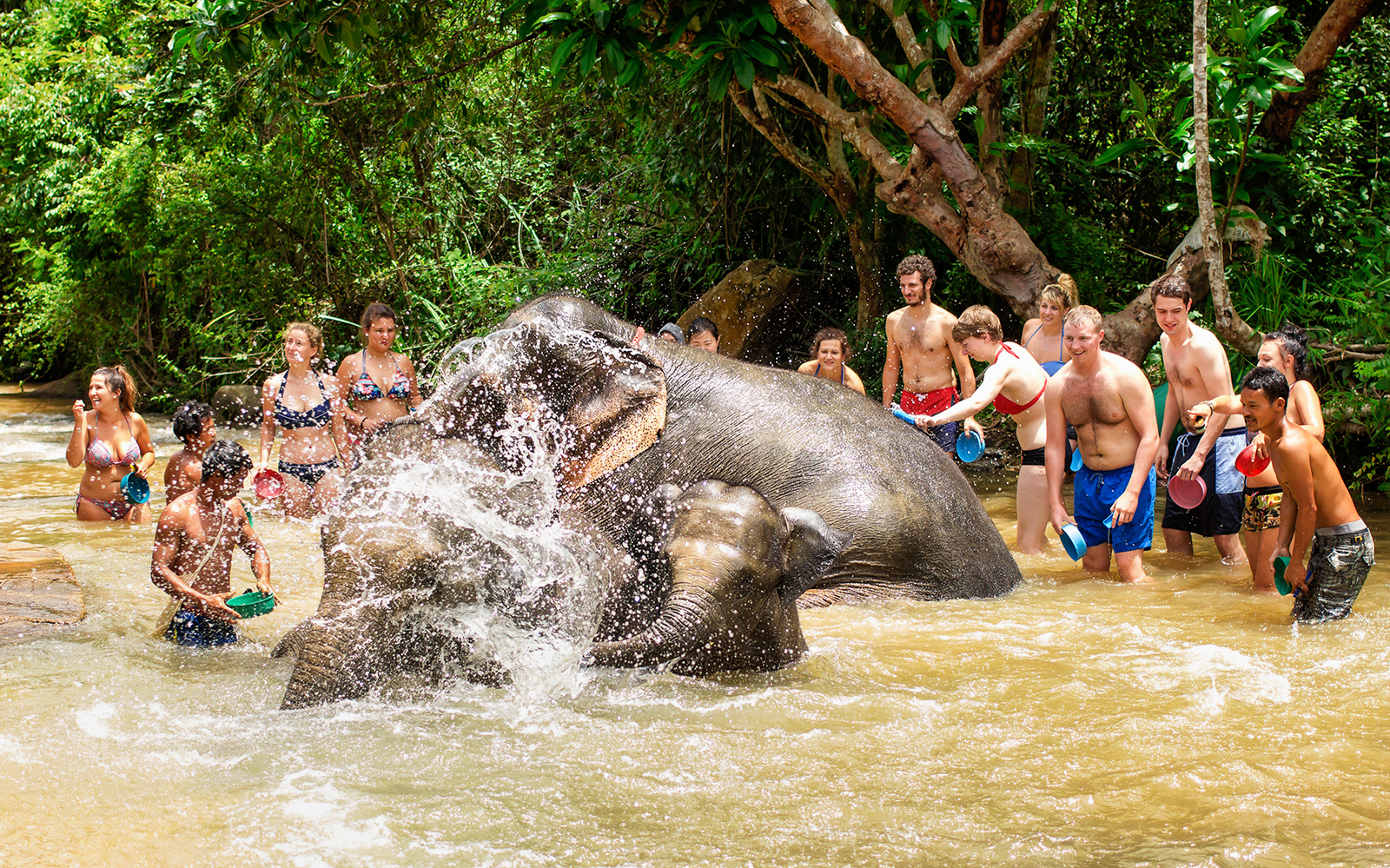 Elephant Jungle Sanctuary Guided Tour with Round Trip Transfers tickets in Chiang Mai - Highlights | TickYourList
