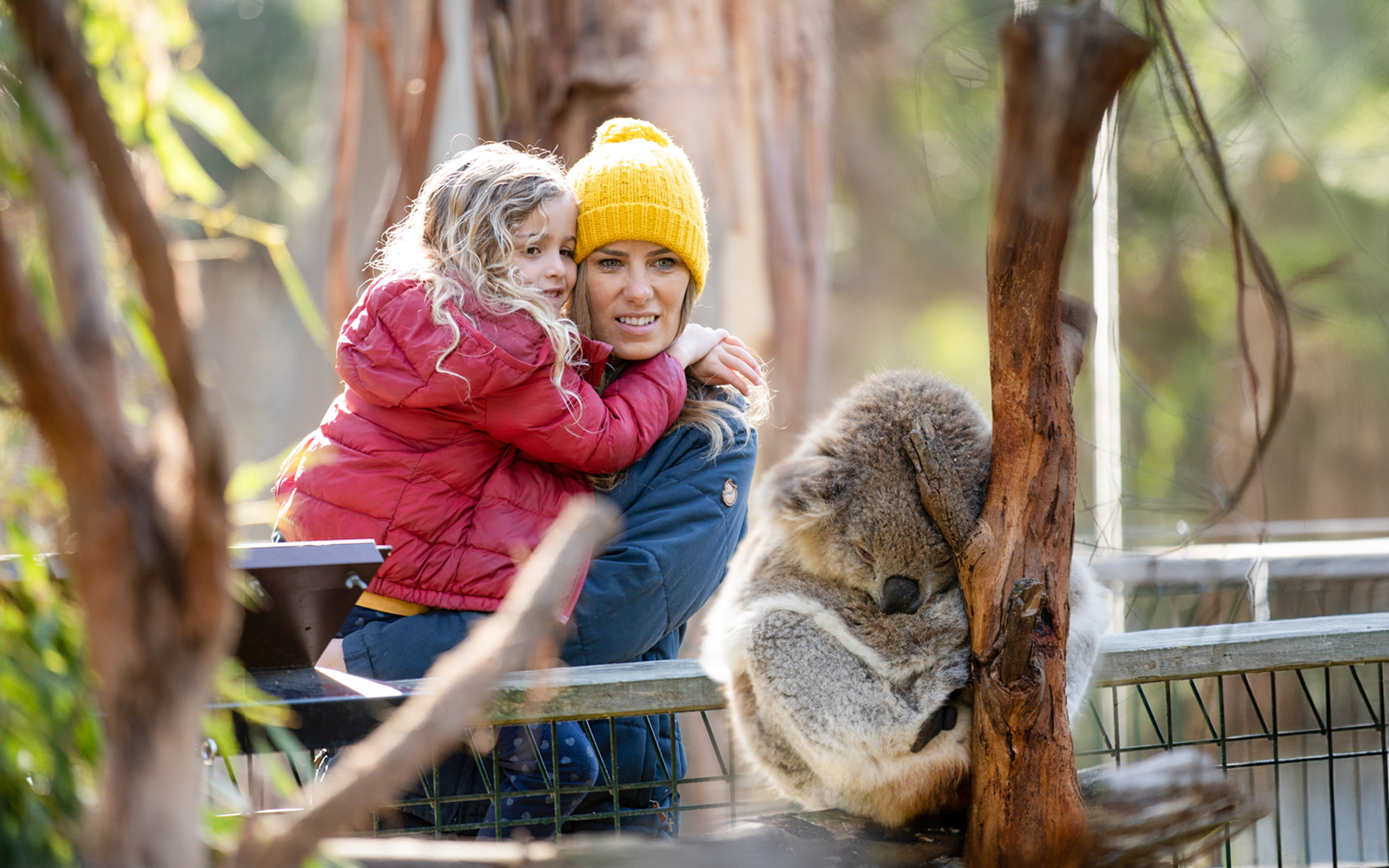 Phillip Island 3 Parks Pass: Penguin Parade, Koala Conservation Reserve & Churchill Island tickets in Melbourne - Activities | TickYourList