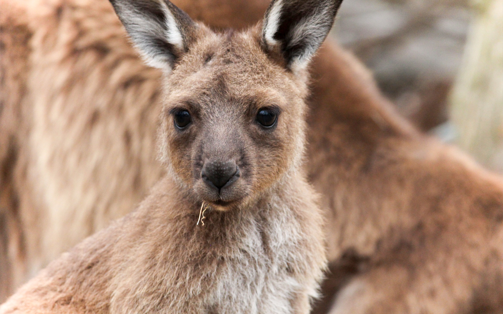 Moonlit Sanctuary Wildlife Park Admission Tickets in Melbourne - Attractions | TickYourList