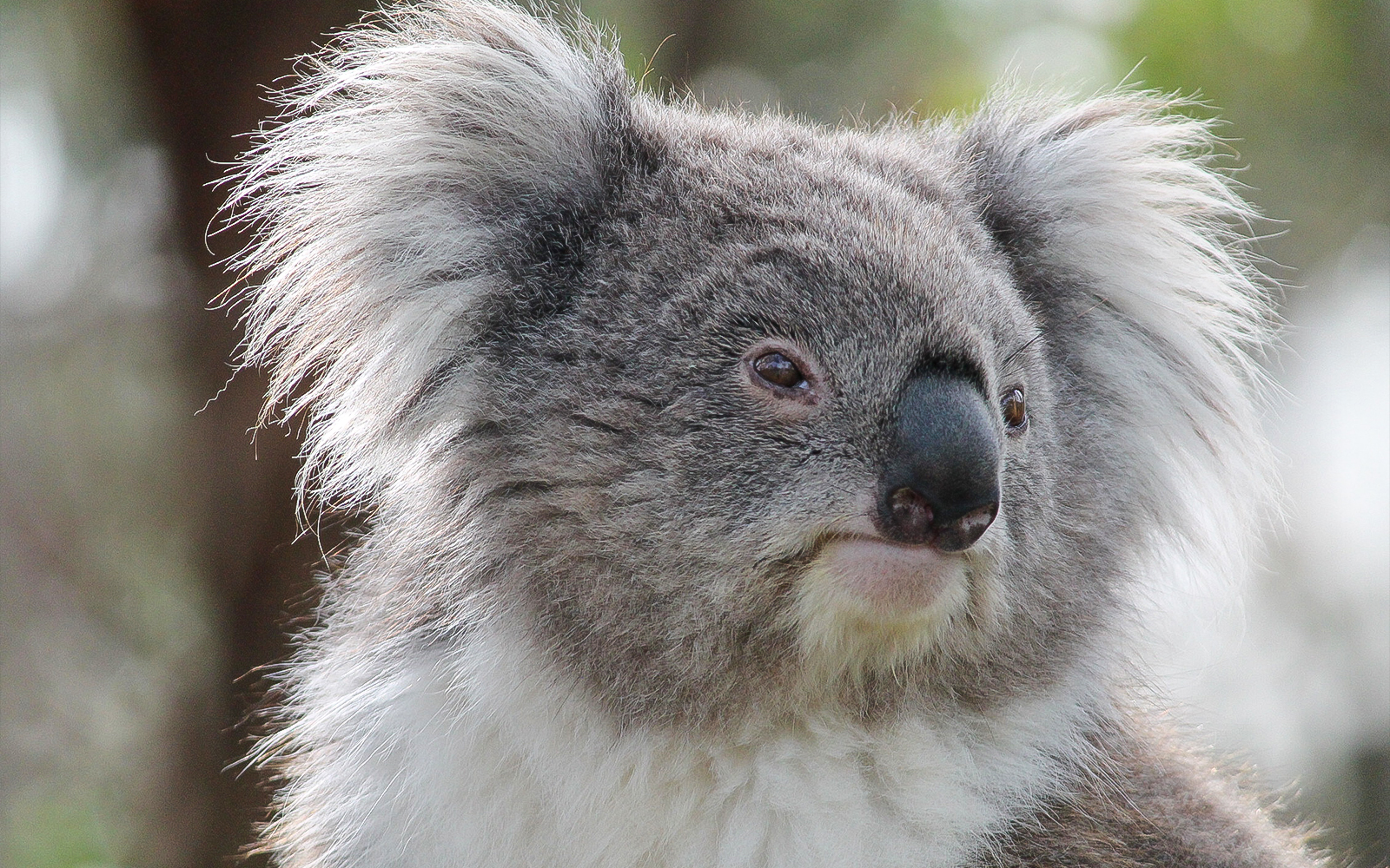 Moonlit Sanctuary Wildlife Park Admission Tickets in Melbourne - Activities | TickYourList