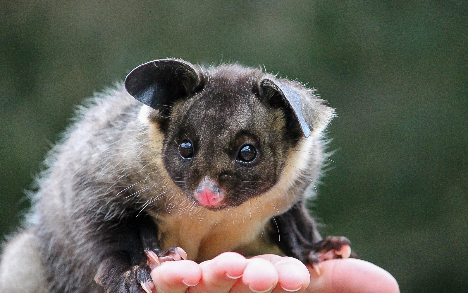 Moonlit Sanctuary Wildlife Park Admission Tickets in Melbourne - Highlights | TickYourList