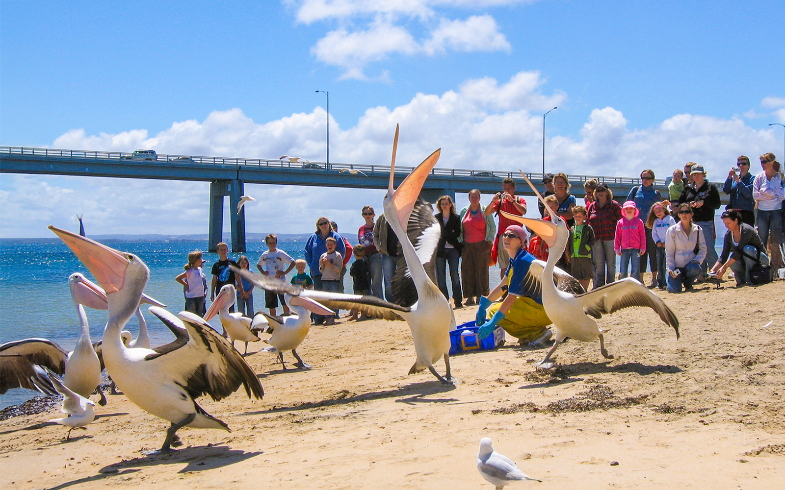 Cape Woolamai Morning Cruise at Phillip Island tickets in Melbourne - Highlights | TickYourList