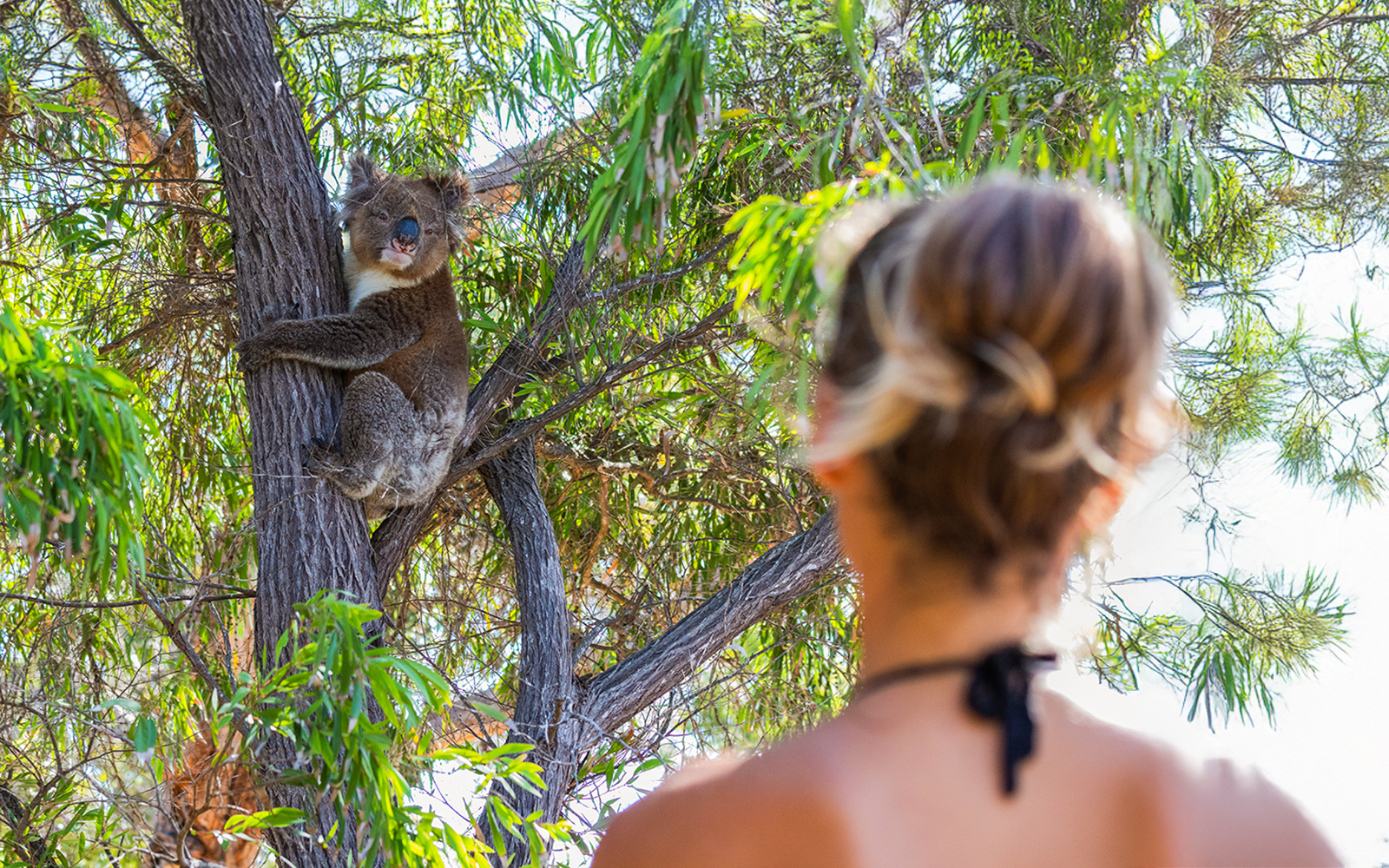 Great Ocean Road & 12 Apostles Sunset Tour tickets in Melbourne - Highlights | TickYourList