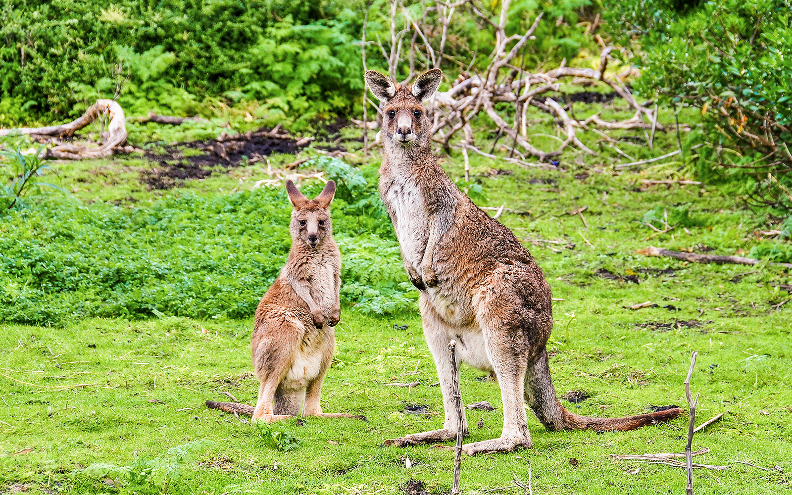 Great Ocean Road & 12 Apostles Reverse Tour with Lunch tickets in Melbourne - Highlights | TickYourList