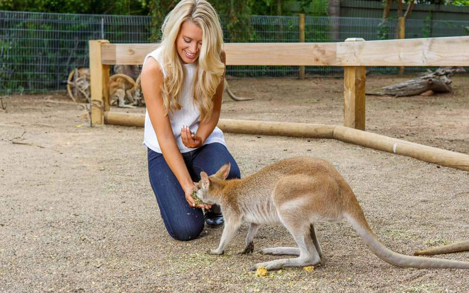 Blue Mountains Tour with Lunch, Scenic World, Zoo, Guided Bushwalks & River Cruise tickets in Sydney - Activities | TickYourList