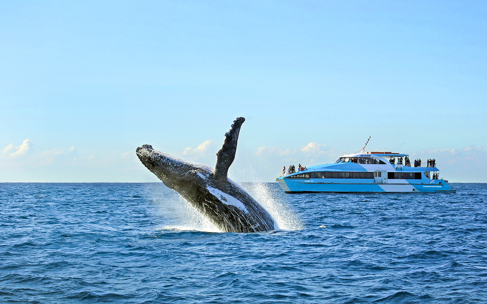 Sydney Whale Watching Cruise with 2-Day Hop-On Hop-Off Ferry Pass tickets in Sydney - Attractions | TickYourList