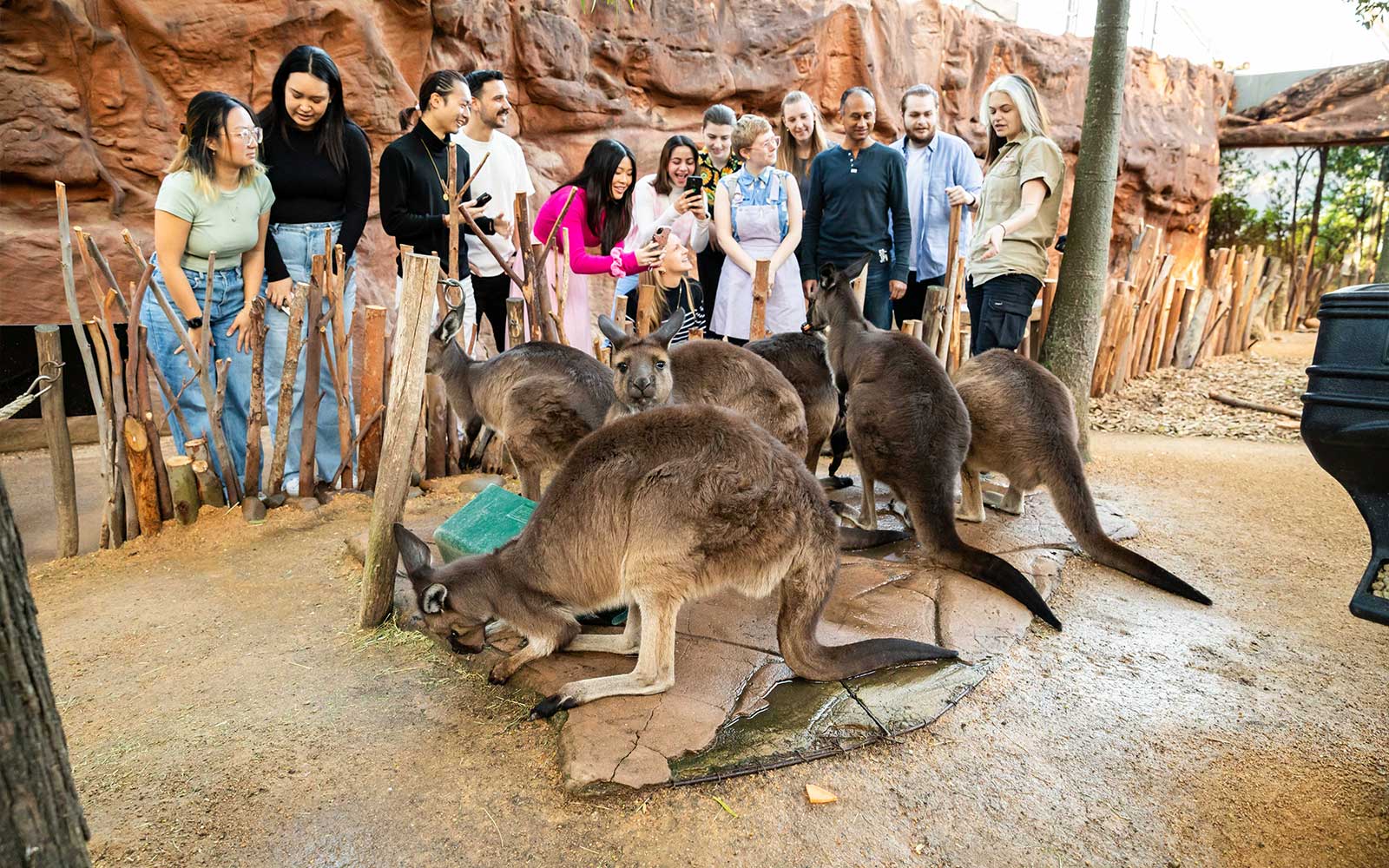 Breakfast with Koalas Tickets at WILD LIFE Sydney Zoo in Sydney - Activities | TickYourList