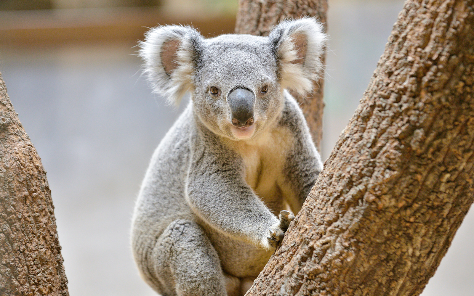 WILD LIFE Sydney Zoo Tickets in Sydney - Attractions | TickYourList