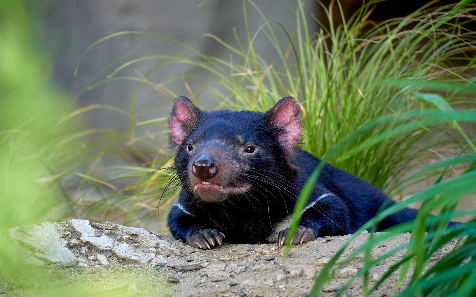 WILD LIFE Sydney Zoo Tickets in Sydney - Activities | TickYourList