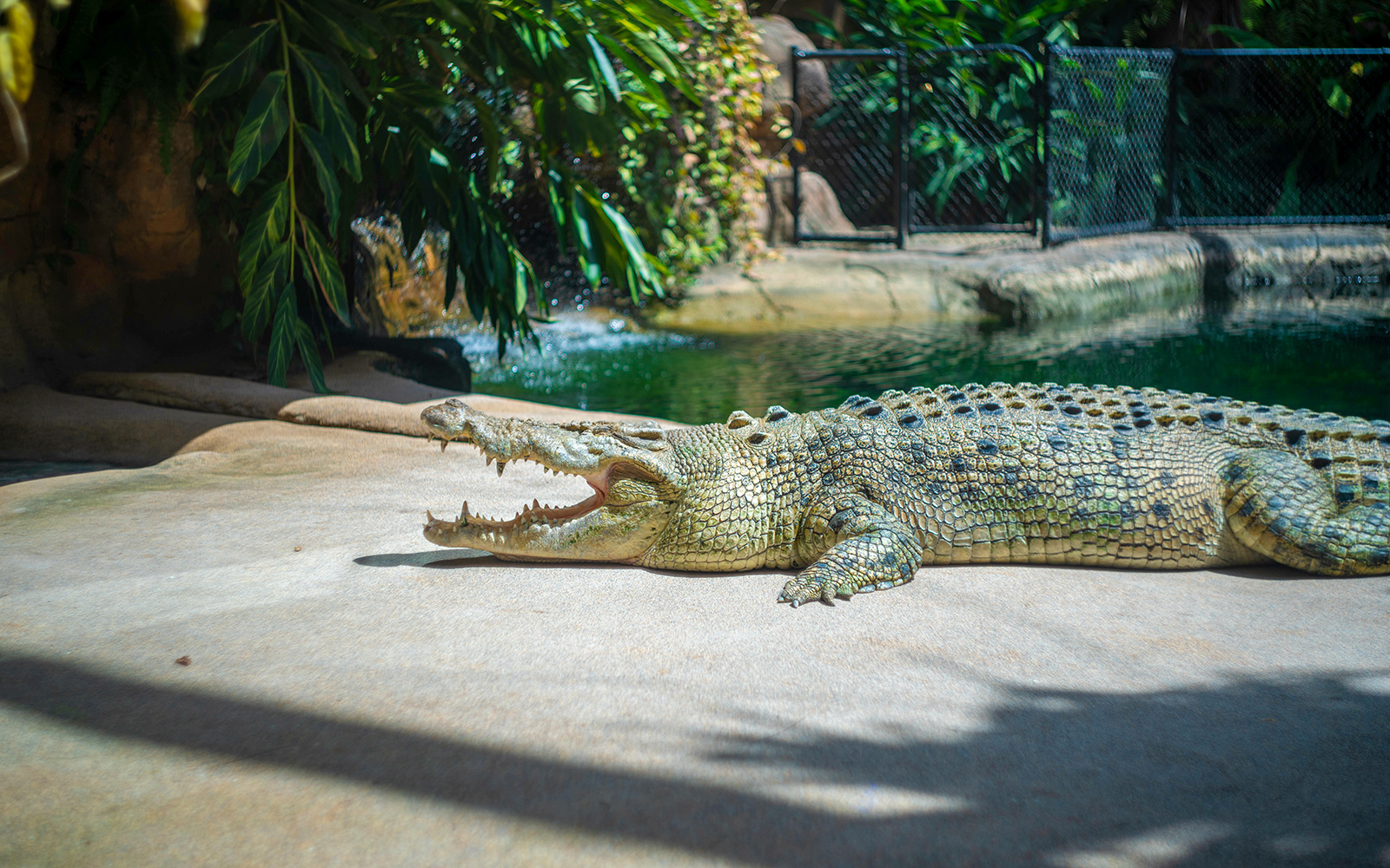 WILD LIFE Sydney Zoo Tickets in Sydney - Highlights | TickYourList
