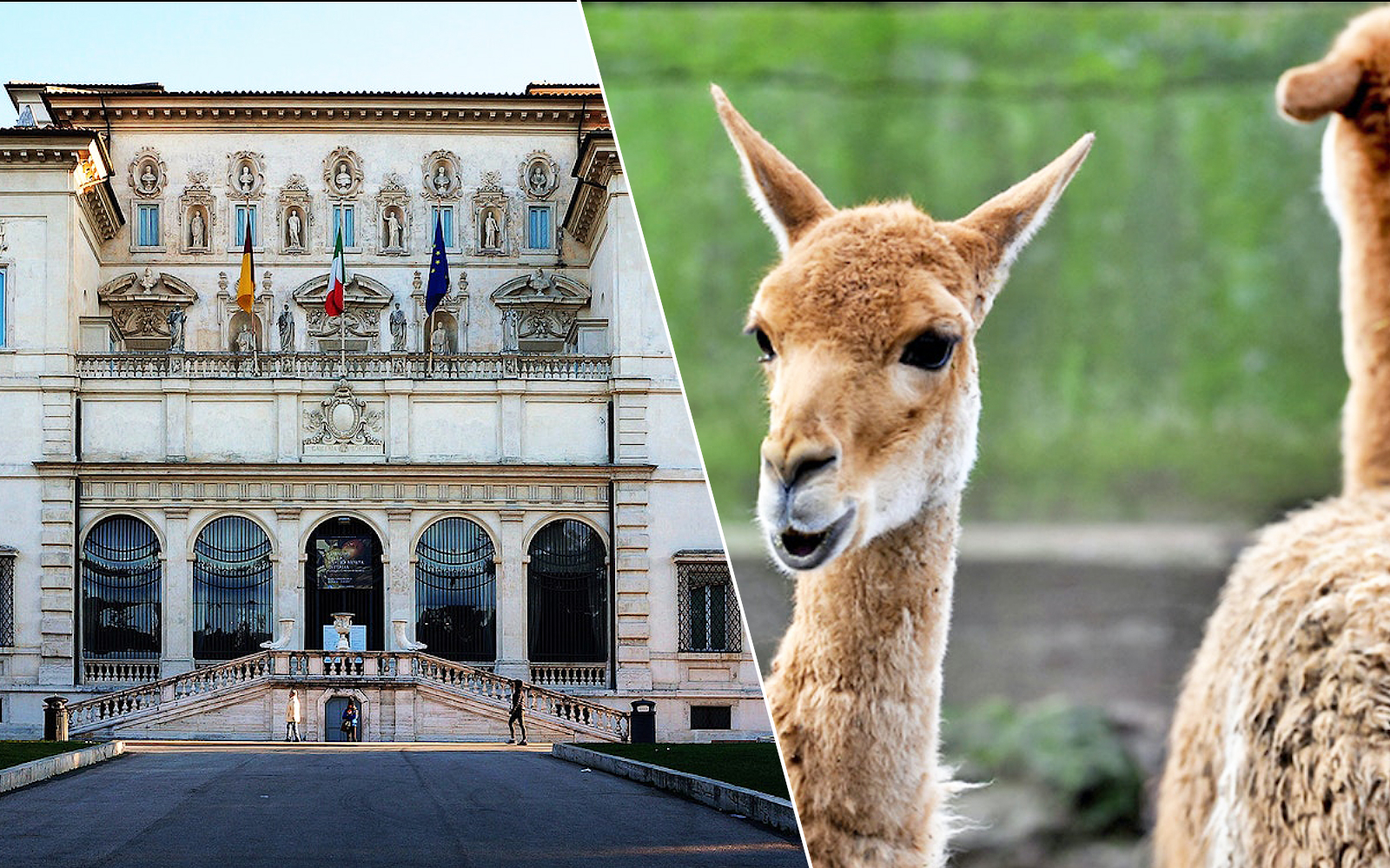Combo (Save 36%): Borghese Gallery + Rome Bioparco Tickets experience in Rome | TickYourList