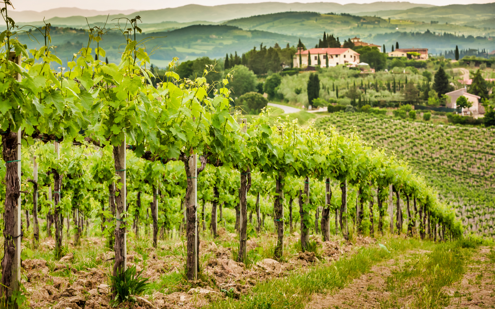 Frascati Wine Tour from Rome with Lunch tickets in Rome - Activities | TickYourList