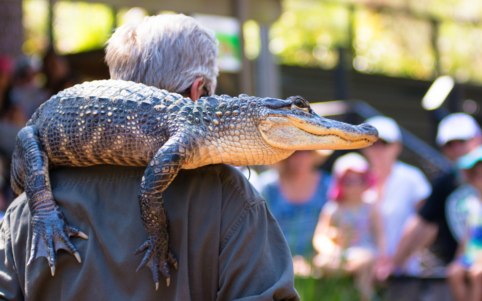 Australian Reptile Park Ticket in Sydney - Attractions | TickYourList