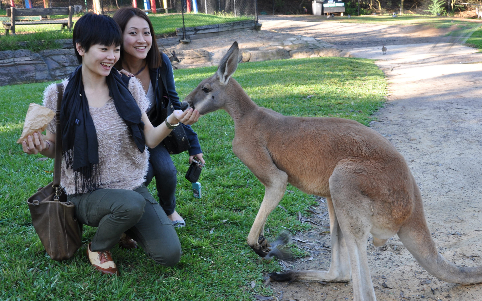 Australian Reptile Park Ticket in Sydney - Activities | TickYourList