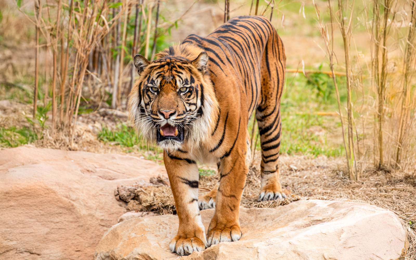 Sydney Zoo Tickets in Sydney - Features | TickYourList