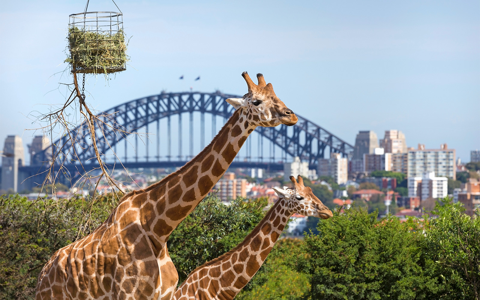 Taronga Zoo Tickets with Return Ferry in Sydney - Features | TickYourList