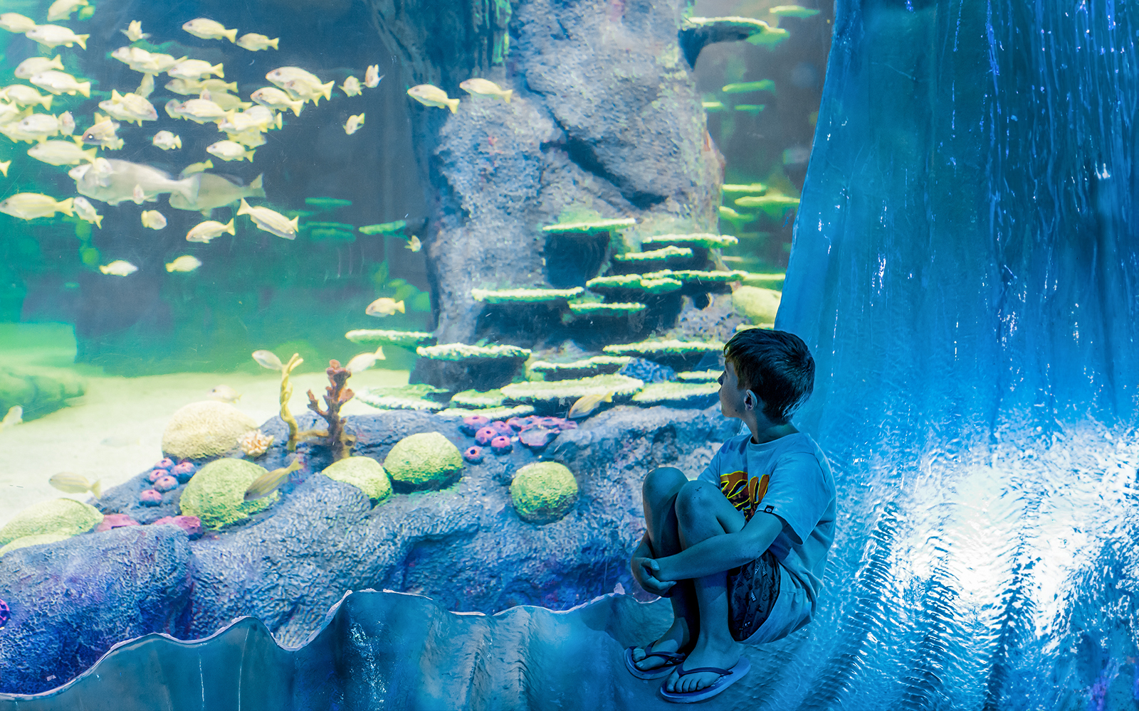 Combo: SEA LIFE Sydney Aquarium + Taronga Zoo with Express Ferry Tickets in Sydney - Highlights | TickYourList