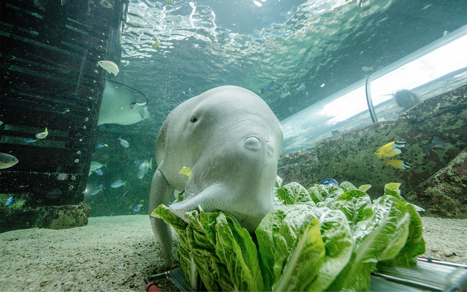 Combo: SEA LIFE Sydney Aquarium + Taronga Zoo with Express Ferry Tickets in Sydney - Features | TickYourList