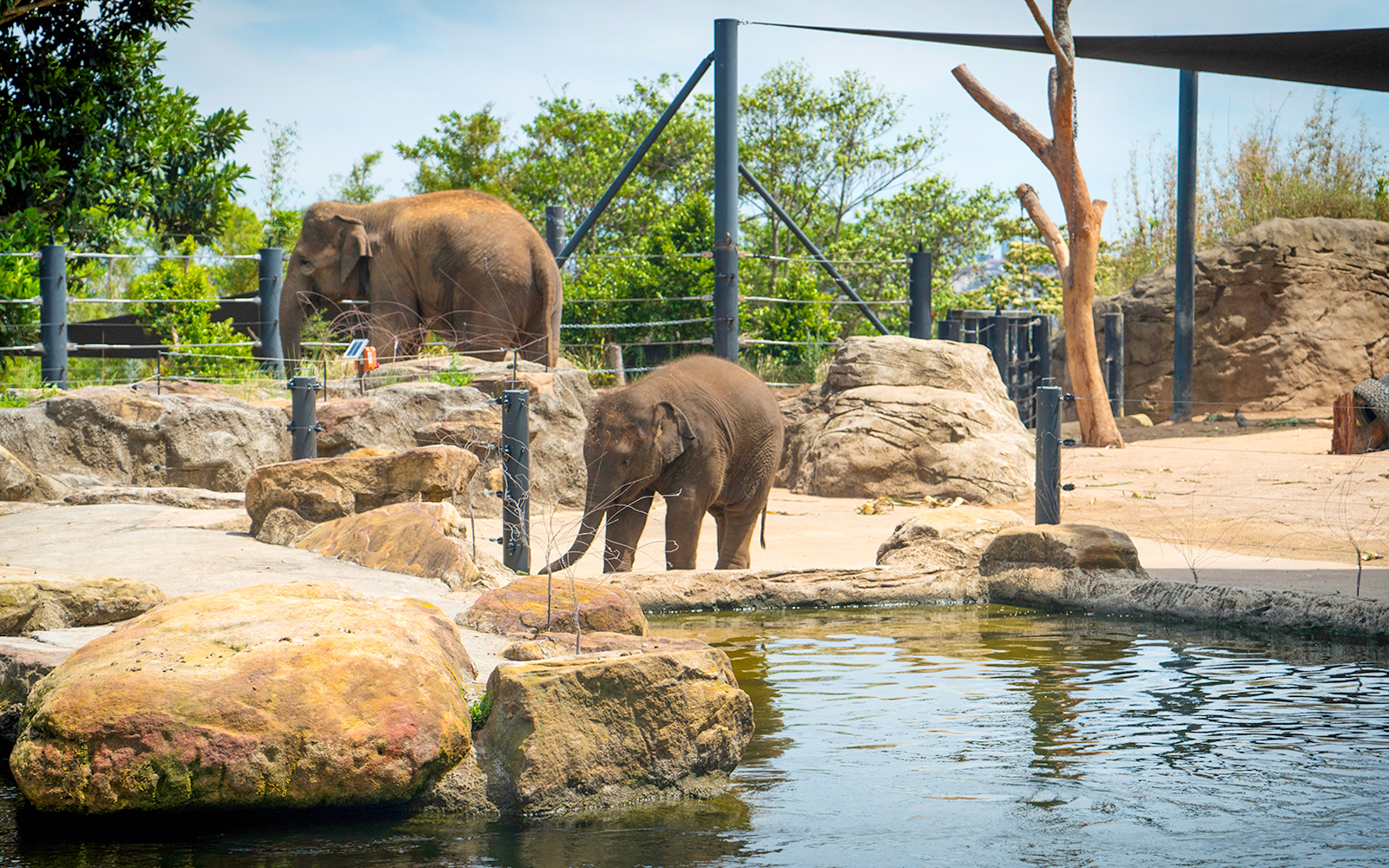 Combo (Save 4%): Taronga Zoo Tickets + Sydney Harbour Sightseeing Cruise in Sydney - Attractions | TickYourList
