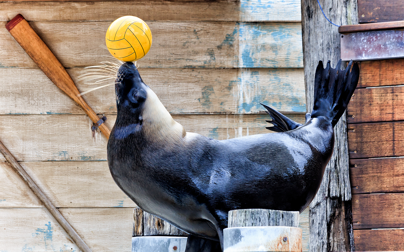 Combo (Save 4%): Taronga Zoo Tickets + Sydney Harbour Sightseeing Cruise in Sydney - Activities | TickYourList