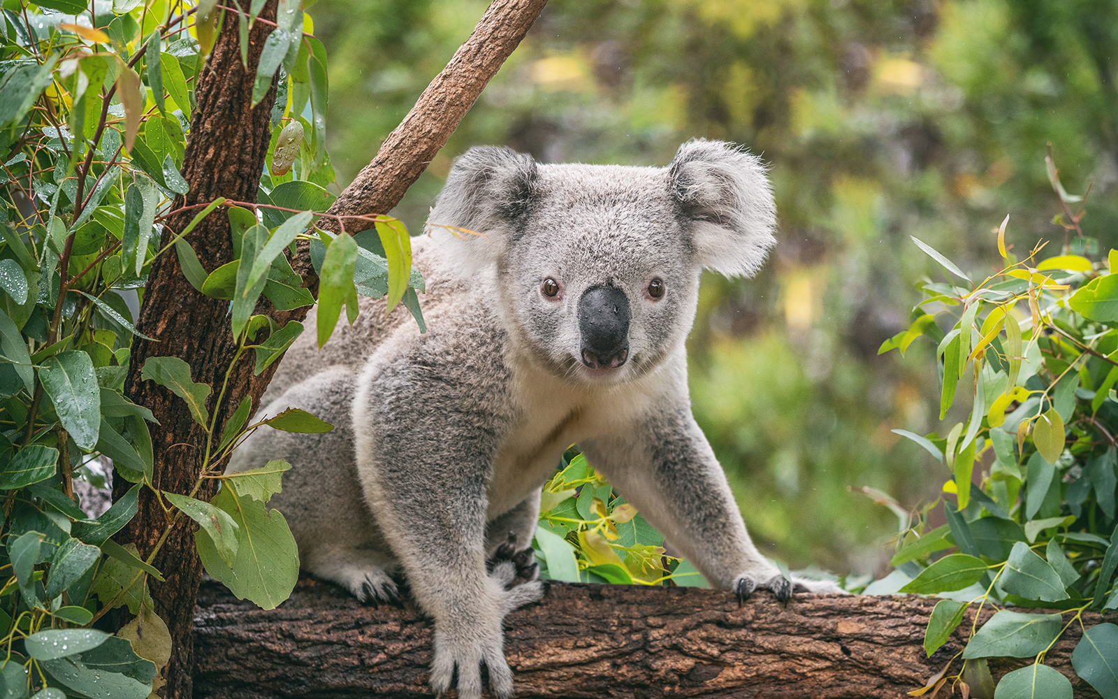 Combo (Save 5%): Taronga Zoo Tickets + Sydney Multi-Attraction Pass in Sydney - Activities | TickYourList