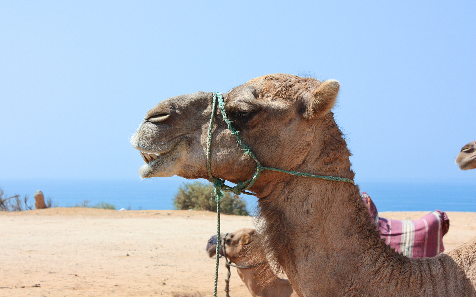 Day Tour of Tangier From Seville with Lunch tickets in Seville - Activities | TickYourList