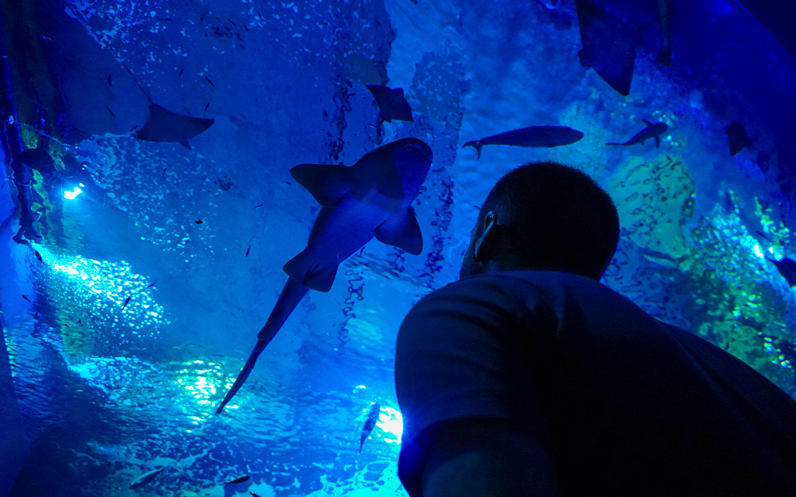 Combo (Save 5%): Seville Aquarium Tickets + Seville Hop-on Hop-off Tour + Seville Cruise in Seville - Attractions | TickYourList