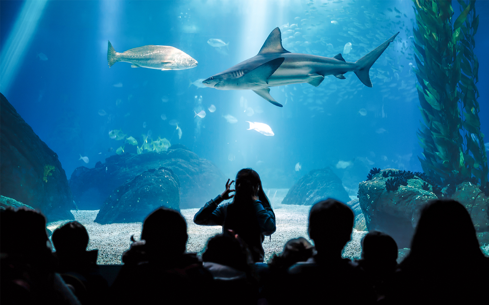 Combo: Seville Aquarium + Isla Mágica Tickets in Seville - Activities | TickYourList