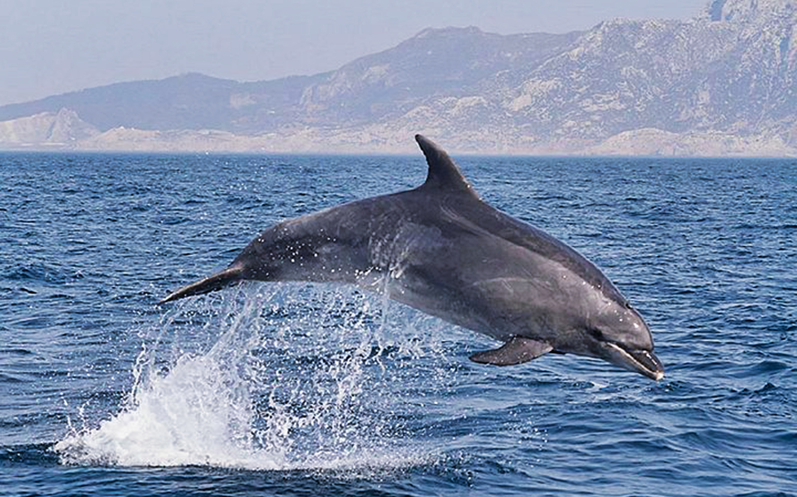 Tarifa Whale Watching Day Trip tickets in Seville - Attractions | TickYourList