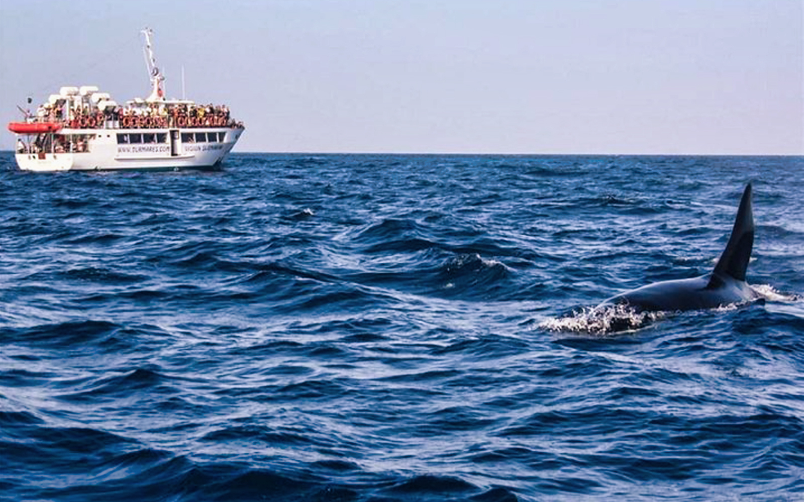 Tarifa Whale Watching Day Trip tickets in Seville - Explore More | TickYourList
