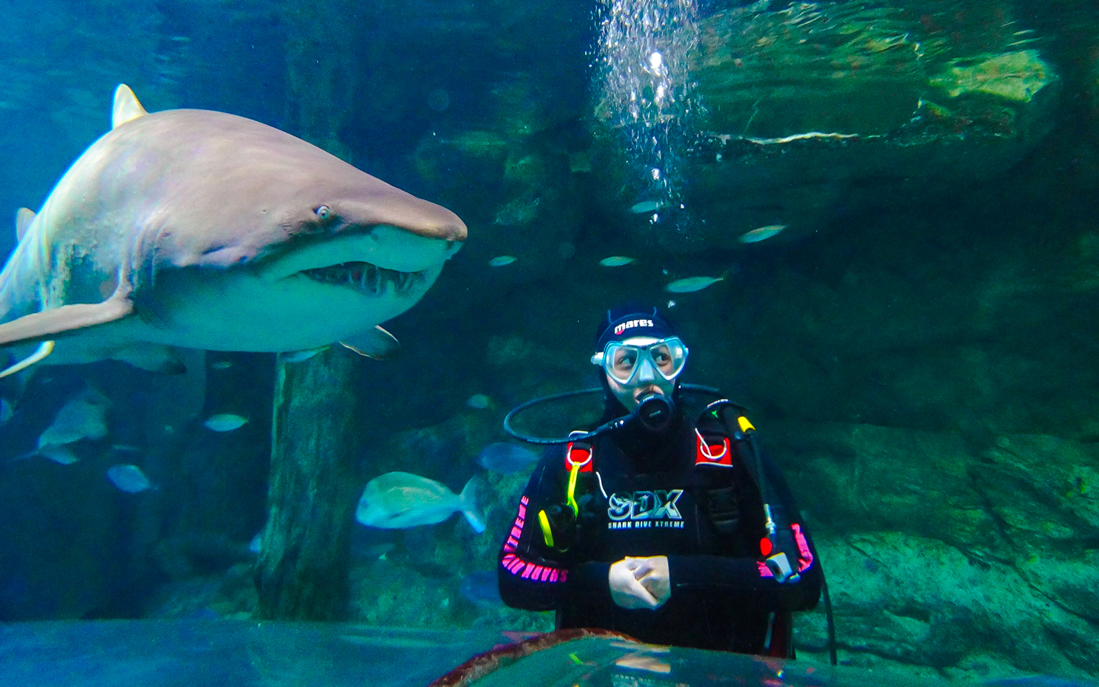Shark Dive Xtreme Tickets at SEA LIFE Sydney Aquarium in Sydney - Attractions | TickYourList
