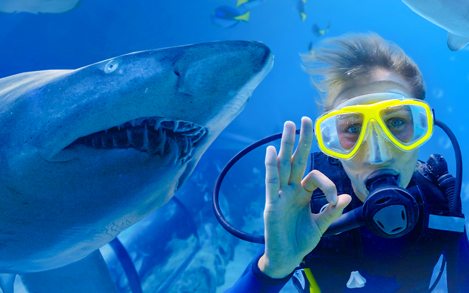 Shark Dive Xtreme Tickets at SEA LIFE Sydney Aquarium in Sydney - Activities | TickYourList