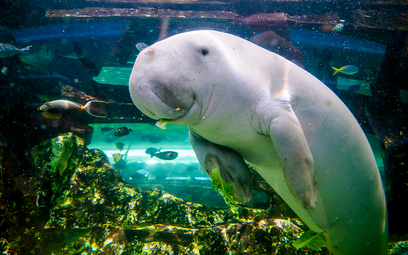 Shark Dive Xtreme Tickets at SEA LIFE Sydney Aquarium in Sydney - Features | TickYourList