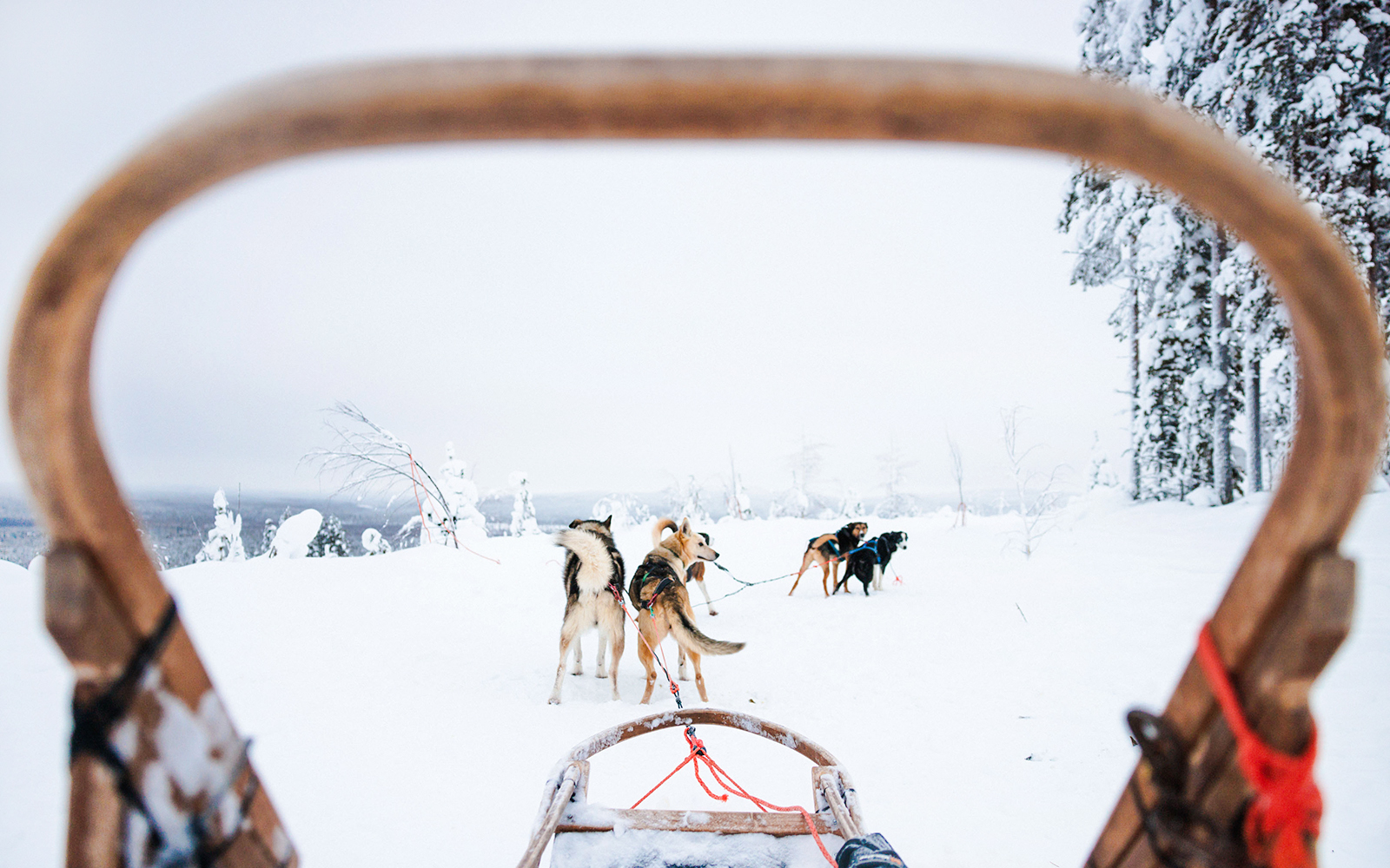 From Rovaniemi: Husky Sledding Experience tickets in Rovaniemi - Attractions | TickYourList