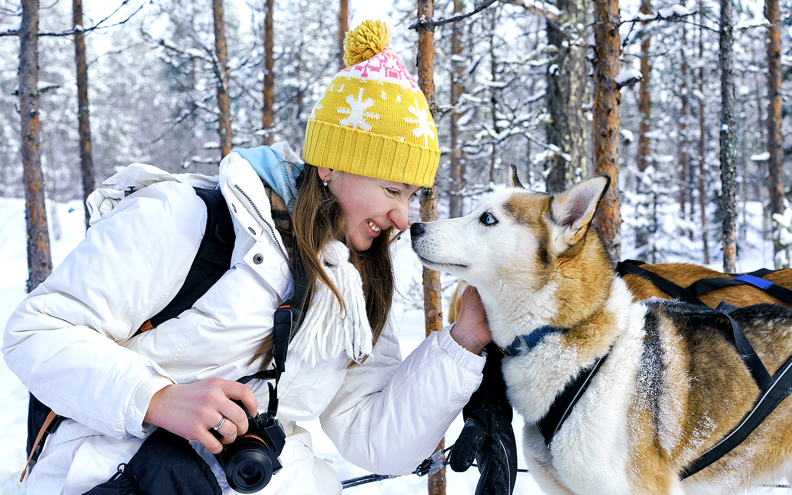 From Rovaniemi: Husky Sledding Experience tickets in Rovaniemi - Highlights | TickYourList