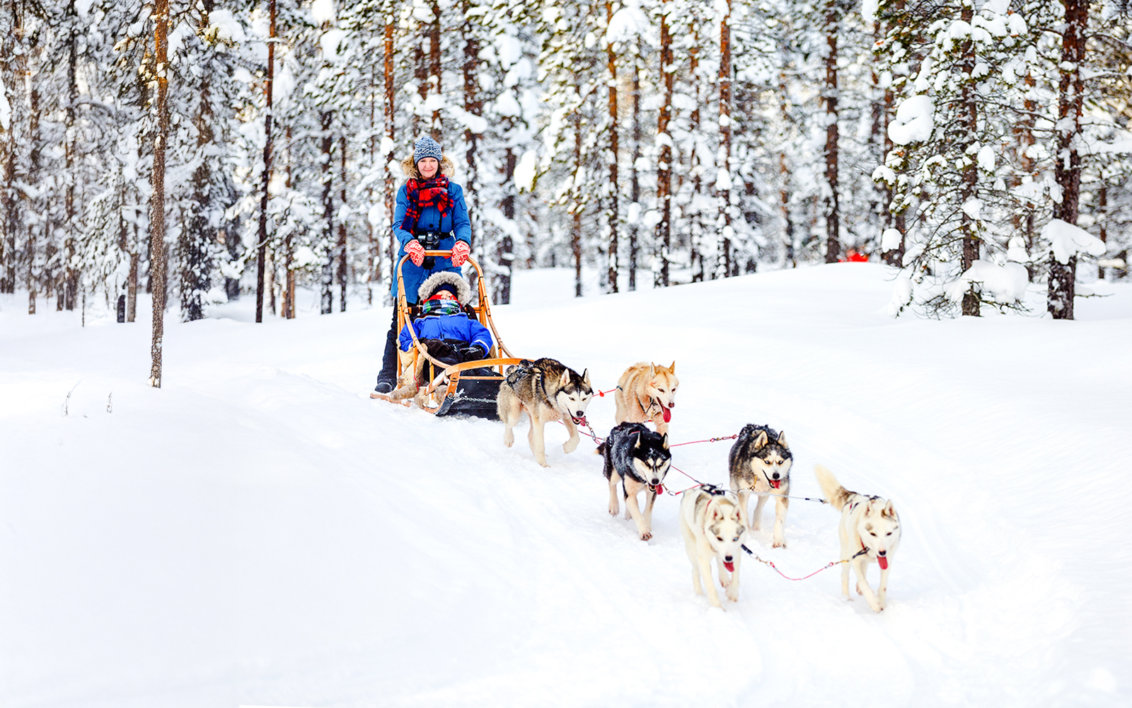 The Highlights Tour from Rovaniemi: Santa Claus Village, Husky & Reindeer Sledding tickets in Rovaniemi - Activities | TickYourList