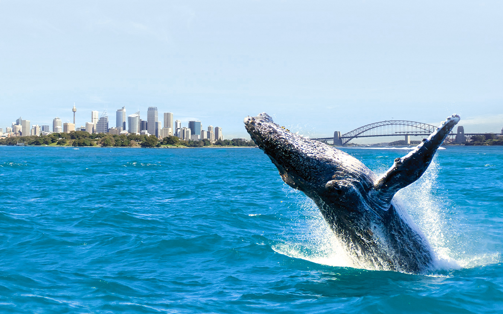 Sydney Whale Watching Cruise with Onboard Buffet tickets in Sydney - Activities | TickYourList